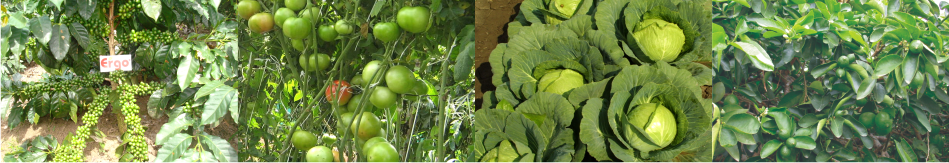 Promotores de Maduración y Llenado de Frutos